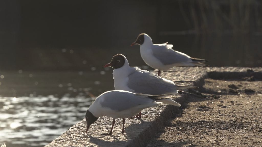 lokit, naurulokit, linnut