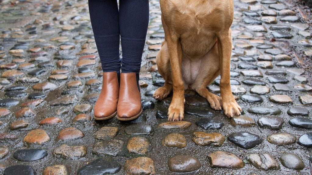 Uutistoimittaja joutui erikoisen tilanteen eteen havaittuaan tutunoloisen koiran kesken juttukeikan.