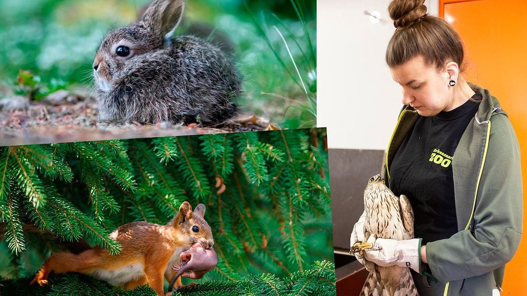 Innokkaiden auttajien ensimmäiset poikashuolet alkavat yleensä pääsiäisen aikoihin ja koskevat nimenomaan rusakonpoikasia, paljastaa eläintenhoitaja Laura Pulli Korkeasaaren Villieläinsairaalasta.