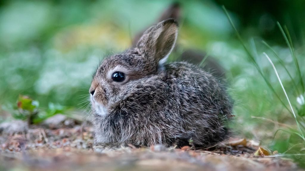 Ruotsalaisjuontajan puoliso paljasti myöhemmin, että kani ei varsinaisesti ollut perheen lemmikki. Kuvituskuvan kani ei liity tapaukseen.
