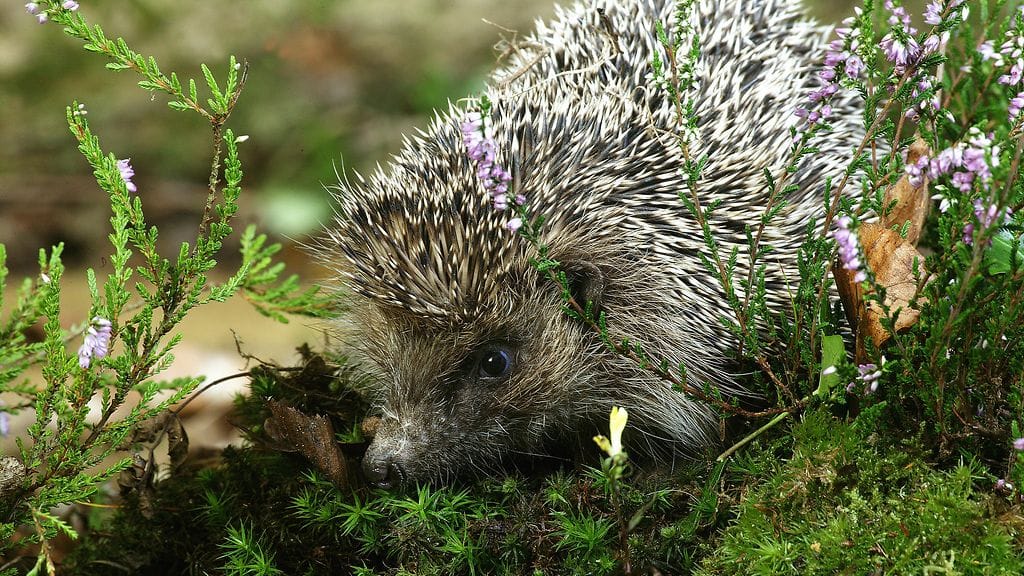 shutterstock_1635612370