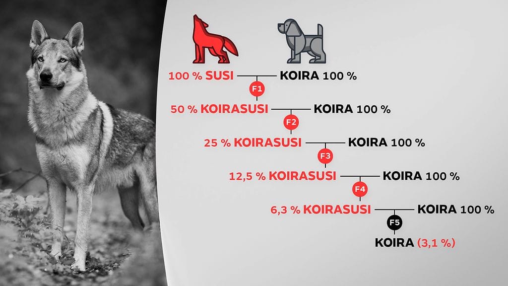 Kaavio siitä, miten koiria ja susia voidaan risteyttää, ja missä vaiheessa jalostusta koirasudesta tulee koira.