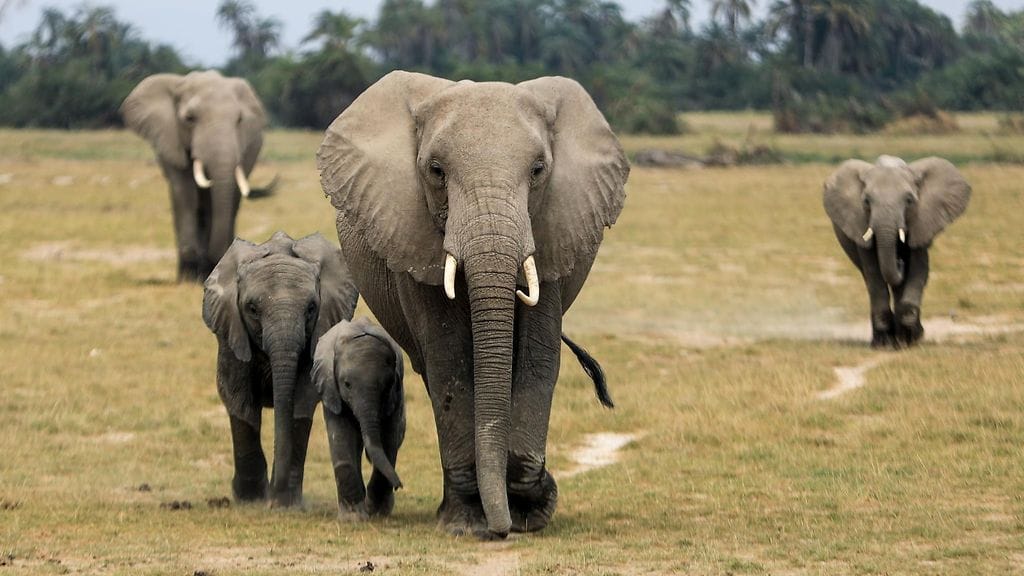 Eläinoikeusjärjestö yritti vapauttaa viisi norsua eläintarhasta Yhdysvalloista, mutta yritys tyssäsi tuomioistuimen päätökseen. Kuvituskuvan elefantit eivät liity tapaukseen.