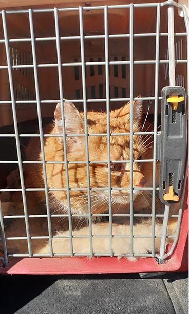 rontti-kissa kuljetuskoppa