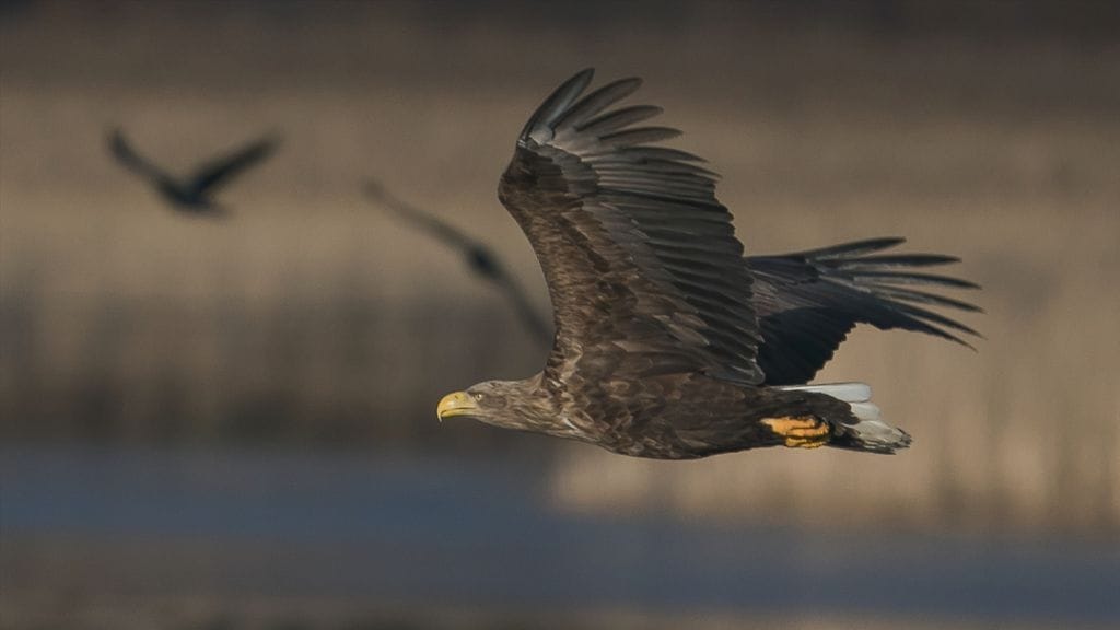 Merikotkat, merikotka