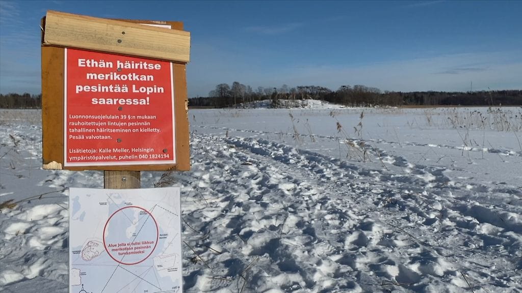 Merikotkat, merikotka, Viikki, varoituskyltit