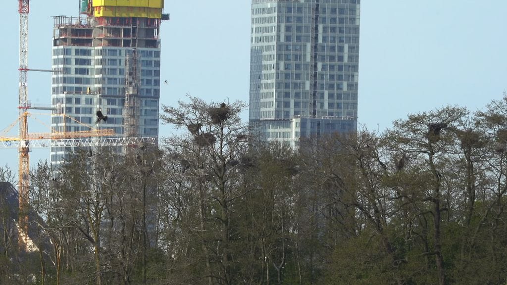 Merikotkat, merikotka, pesintä, Viikki