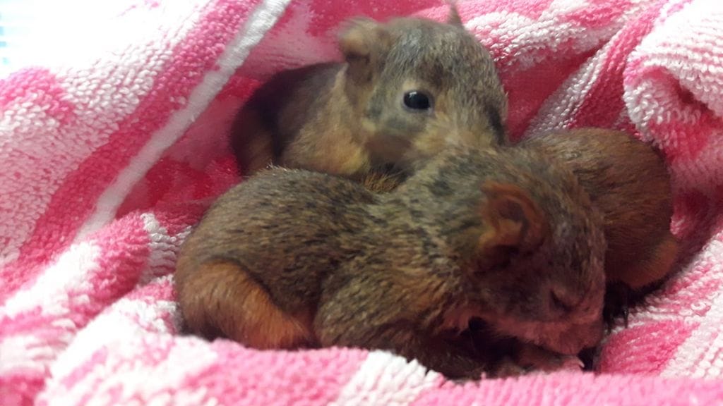 Kohta luonto täytyy pienistä eläimistä: Vain näissä tapauksissa kannattaa auttaa puusta pudonnutta oravanpoikasta