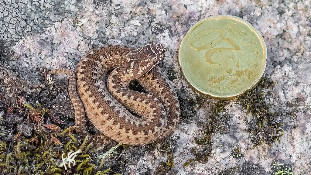 Pikkukyy, kuvaaja: Lisse Tarnanen