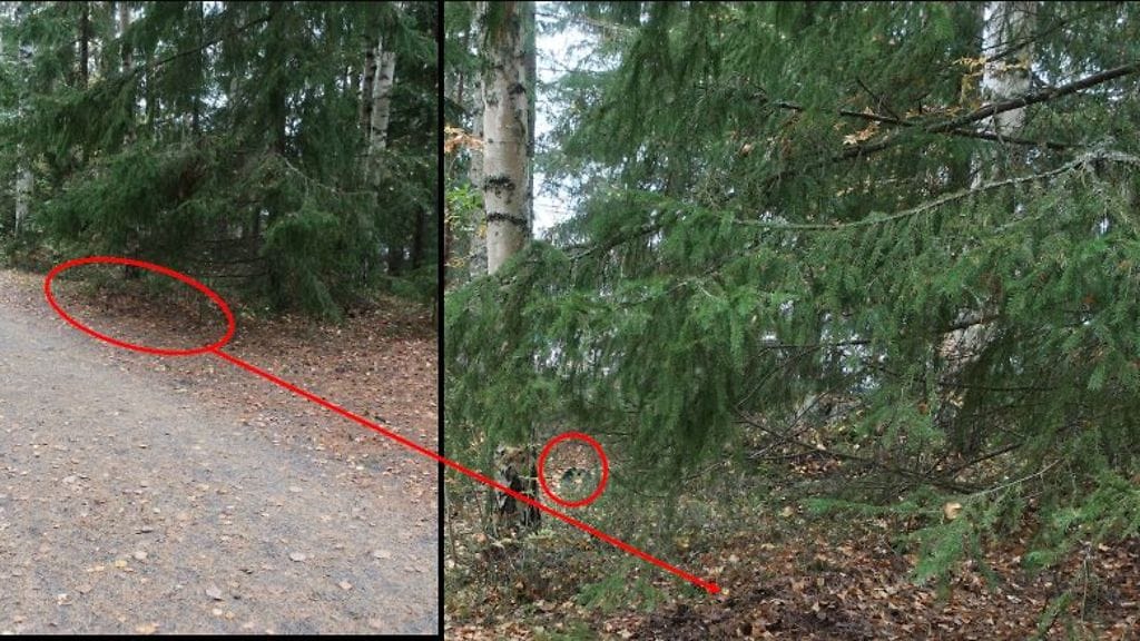 5 Puukotuspaikka sijaitsee kuntoreitti Kunto Kolmosen varrella