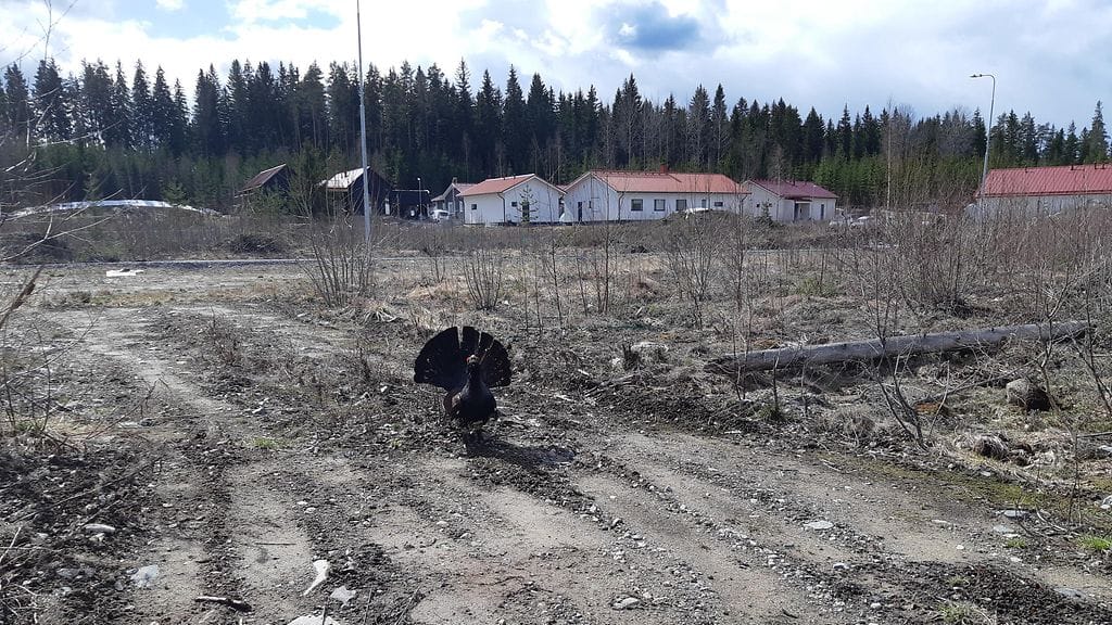 Metso_Mikkeli_1.5.2021_POLIISI