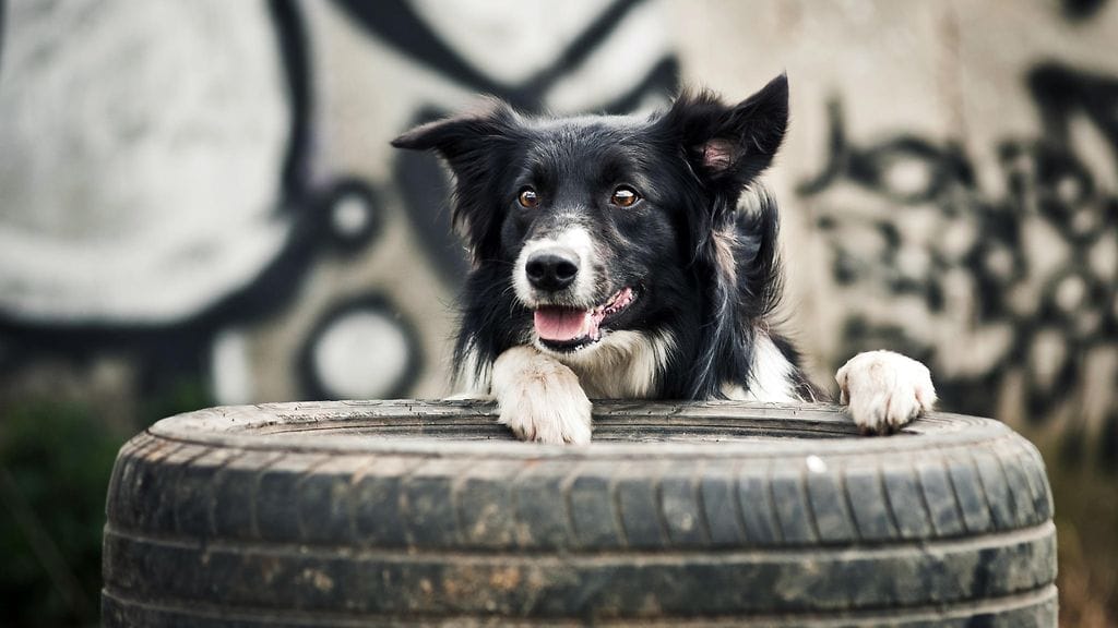 Amerikkalaismies etsi apua lemmikilleen, jonka pää oli jäänyt jumiin autonrenkaaseen. Kuvituskuva.