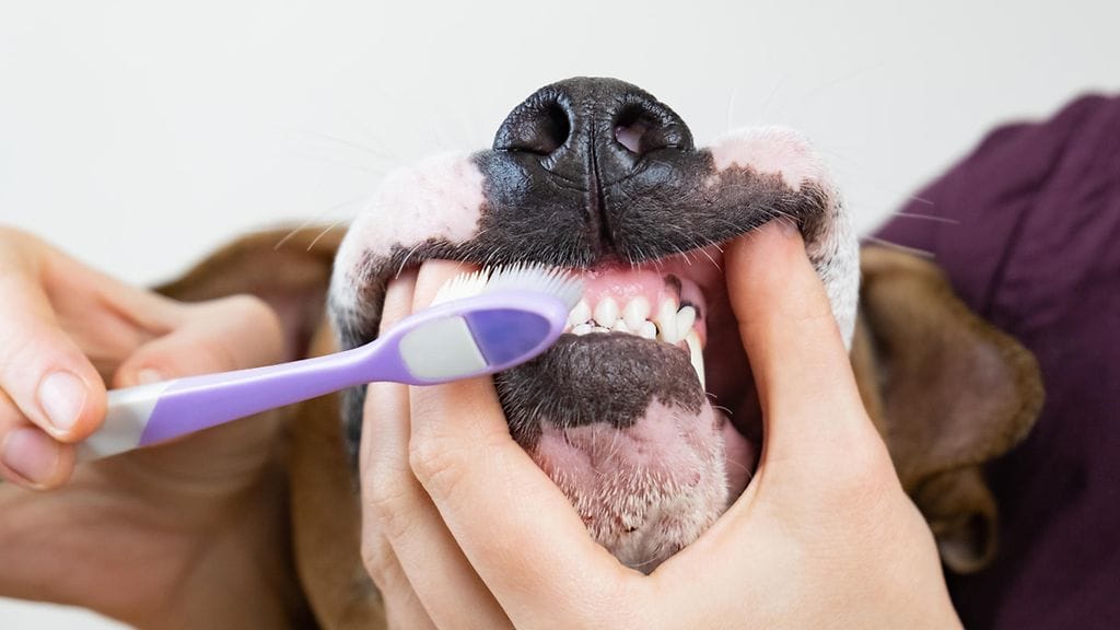 Harjaatko koiran hampaat säännöllisesti?