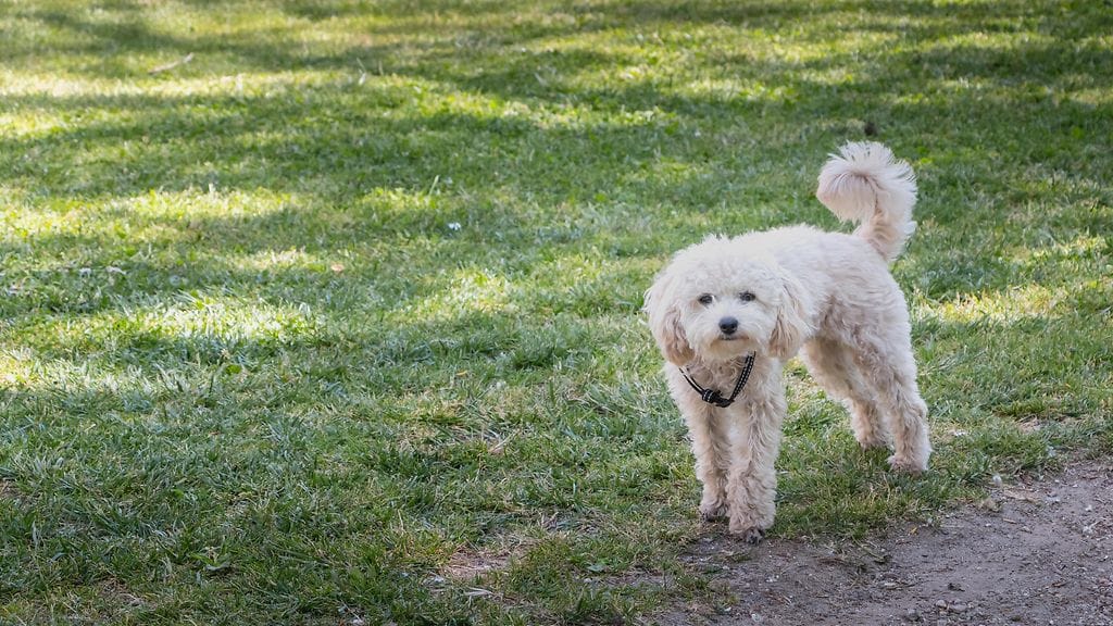 AOP kääpiövillakoira