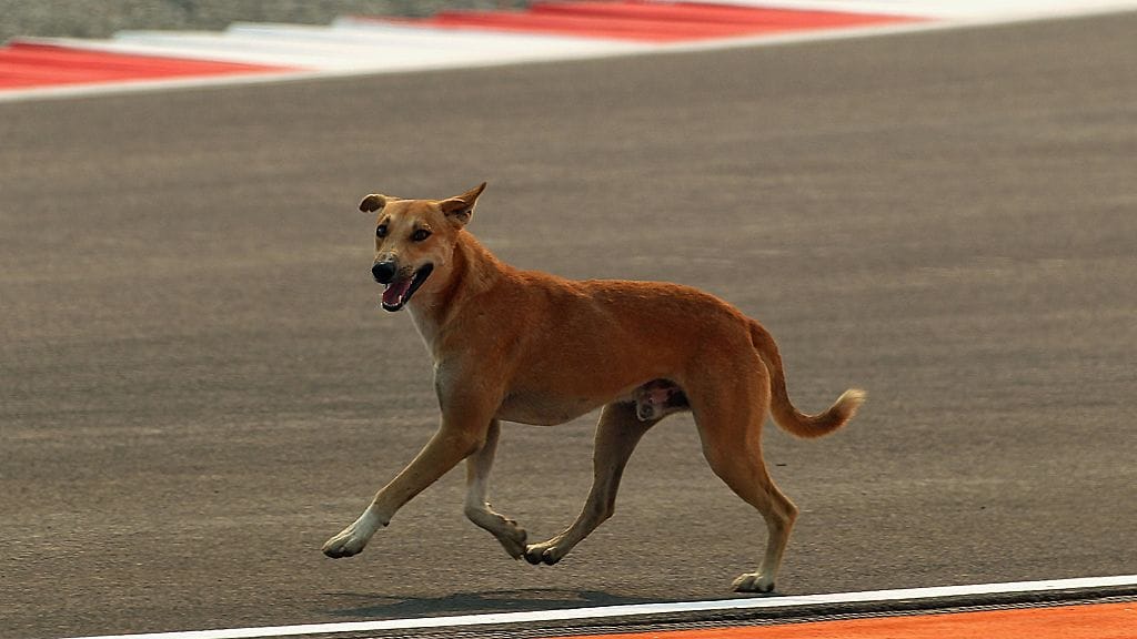 Koira Buddh-kilparadalla.