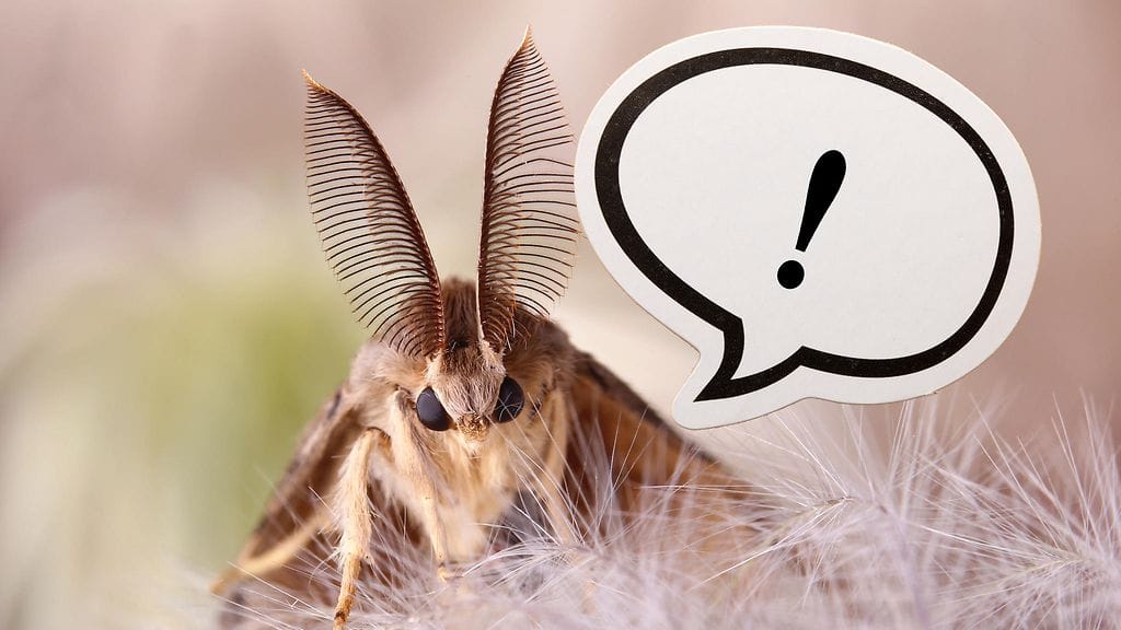 Australiasta on jälleen löytynyt yllättävän suurikokoinen otus. Kuvituskuva.