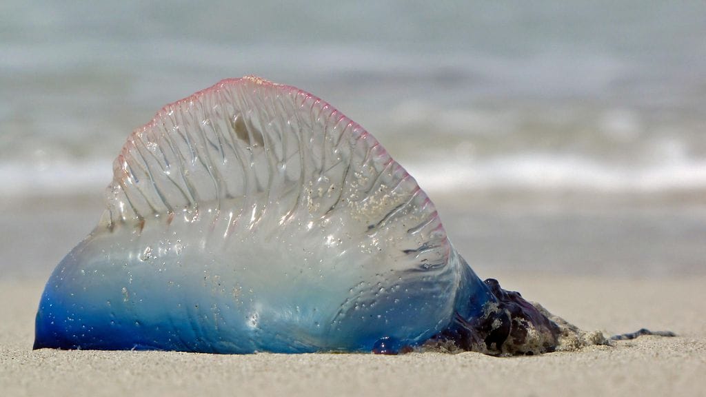 Portugalinsotalaiva on myös ihmiselle vaarallinen.