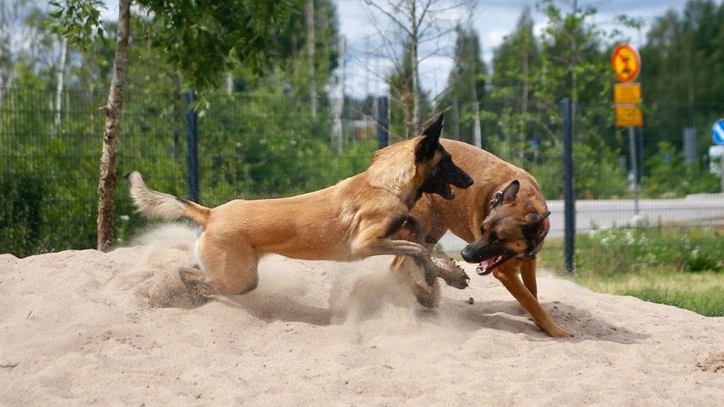 MicrosoftTeams-image (3)