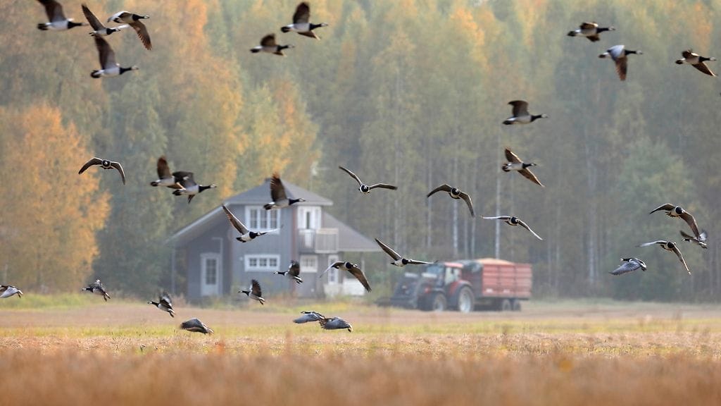 Birdlife, Pohjois-Karjalan ely-keskus ja Ilmatieteen laitos arvioivat raportissaan alkuviikolla, että valkoposkihanhien päämuutto tapahtuu tänä viikonloppuna tai ensi viikon alussa.