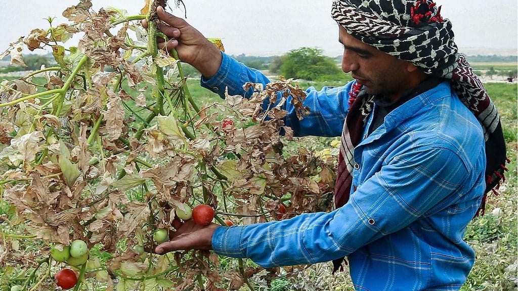 LK 17.5.2021 Jordanian kuivuus uhkaa myös tomaattisatoa