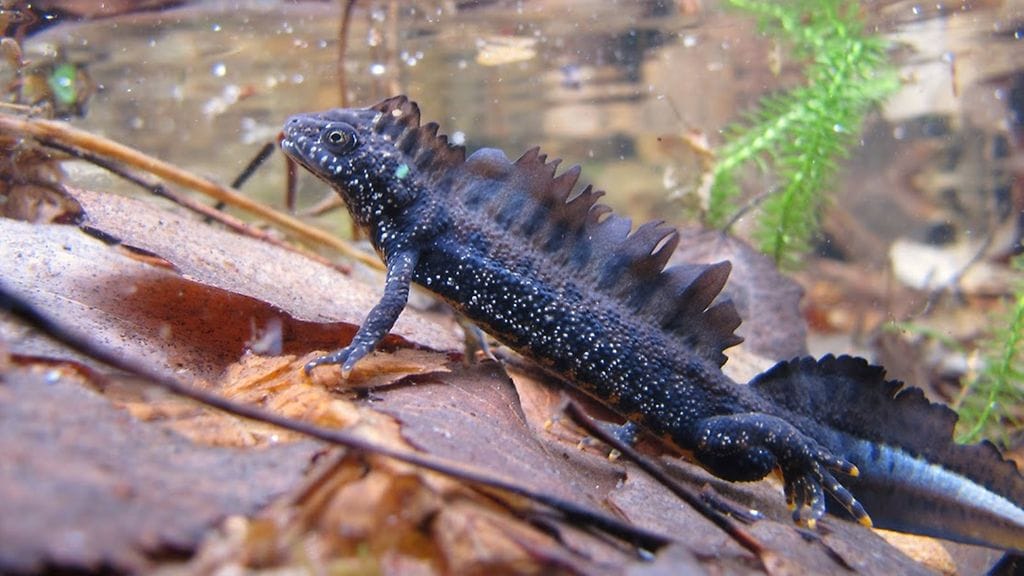 Rupiliskokoiras kutuasussa.