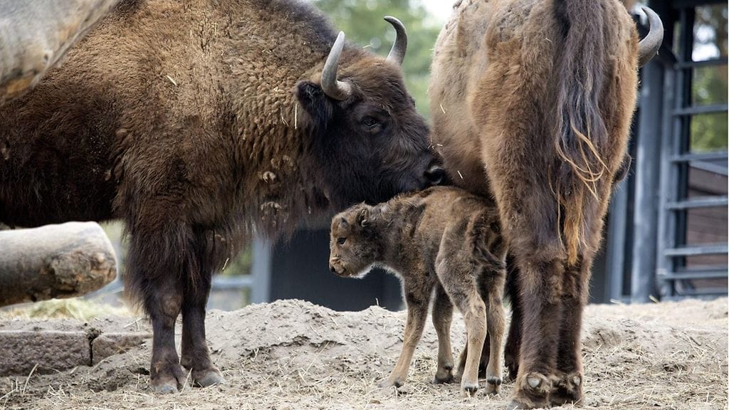 LK 20.5.2021 Korkeasaaren visenttitarhassa syntyi eläintenhoitajien yllätykseksi visenttivasikka viime perjantaiaamuna.