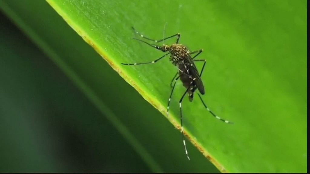 Geenimuunneltuja hyttysiä on vapautettu luontoon Floridassa – ympäristöjärjestöt huolissaan