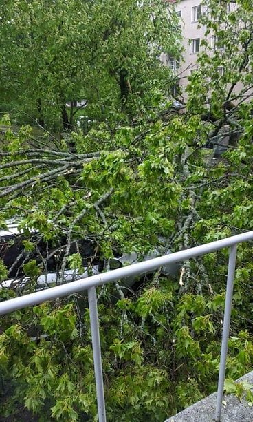 violankatu lukijan kuva 3