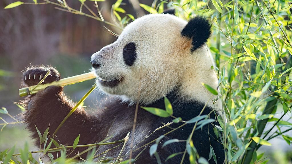 Kööpenhaminan eläintarhassa nuori urospanda ei oikein lämmennyt lähentelyille. Kuvituskuva.