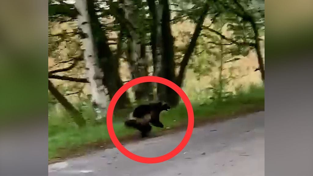 Helsinkiläinen Julia koki aamulenkillä todella harvinaisen näyn – Ryteiköstä juossut ahma yllätti Helsingissä aamulenkillä olleen Julian.