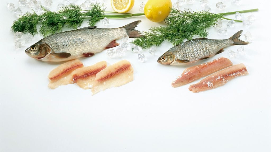 35400788995_bd7285fafc_k