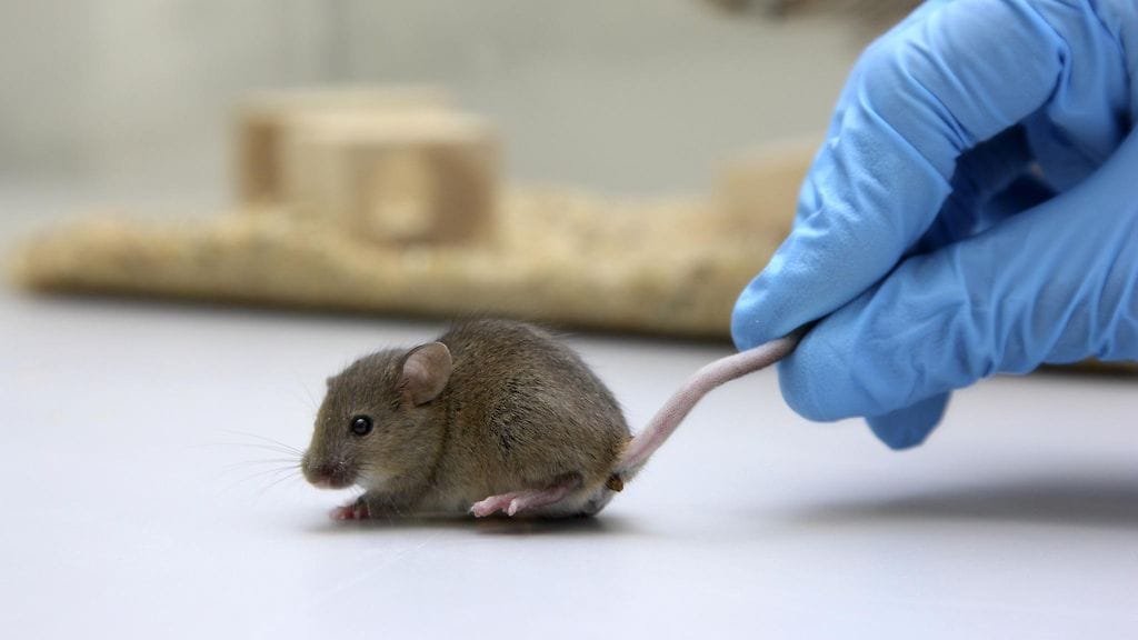 Israelilaistutkijat onnistuivat pidentämään hiiren elinkaarta. Tämän kuvituskuvan hiiri ei liity tutkimukseen.