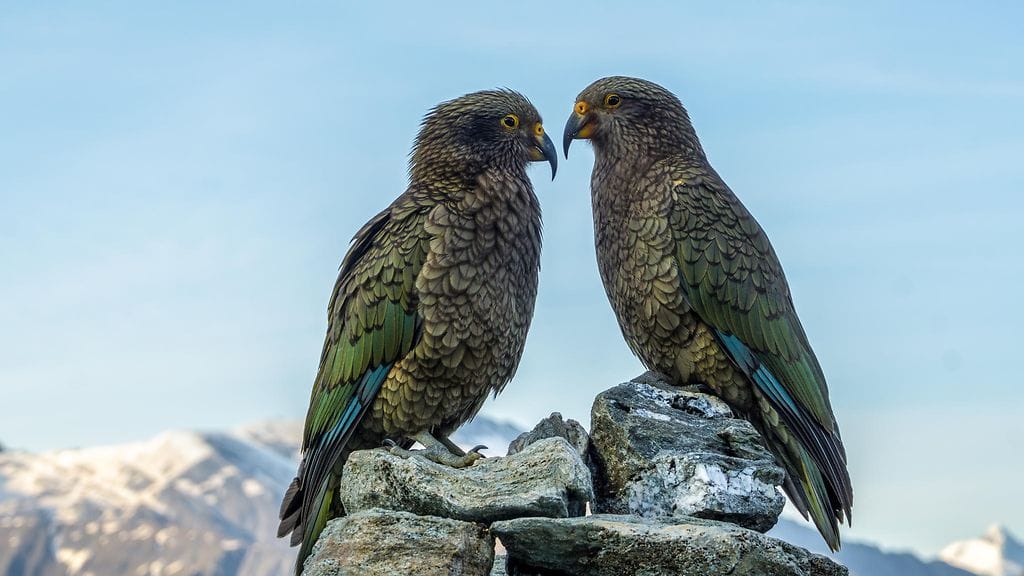 Tutkijat löysivät viitteitä siitä, että keat yrittäisivät vältellä ihmisiä. Kuvituskuva.