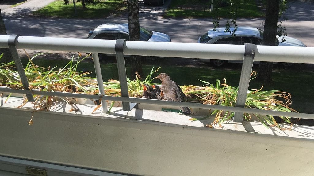 Emolla on taito levittää siipensä koko porukan ylle, kertoo kuvan ottanut Heikki Ahonen. Uroslintu tuo ruokaa poikasille useamman kerran vuorokaudessa.