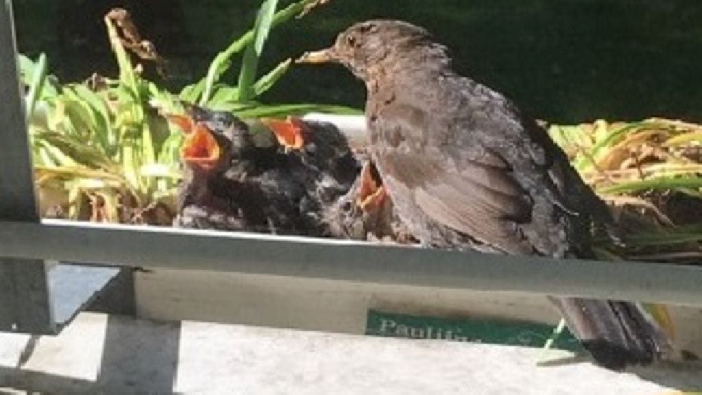 mustarastaat 2 heikki ahonen