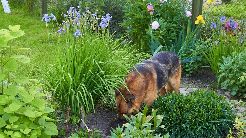 shutterstock_1732308721