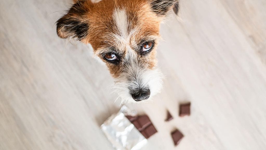 shutterstock_1501344557