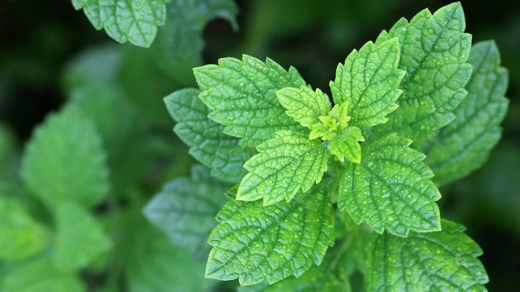 shutterstock_233302723