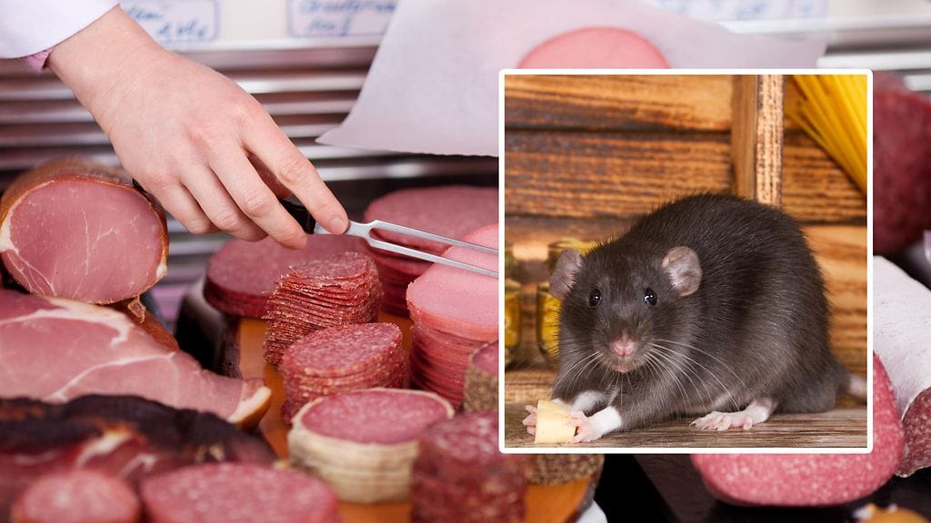 Italialaiskaupan palvelutiskillä oli rotta keskellä kirkasta päivää. Kuvan rotta on tietojemme mukaan viaton, eikä liity tapaukseen.