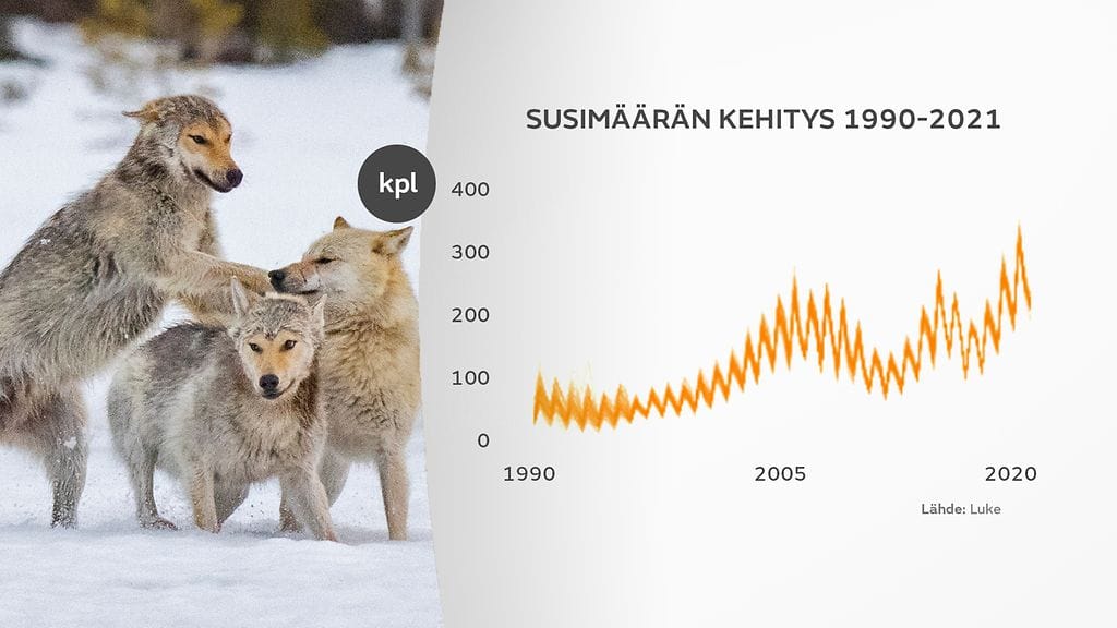 gr-0906-Suden-kanta-4-kayra