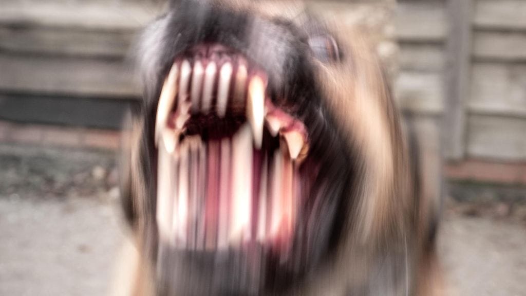 Tuomiossa ei täsmennetty koiran rotua, mutta sen kerrotaan olleen noin 40-kiloinen.