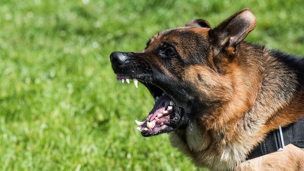 Saksanpaimenkoira esittelee hampaitaan. Arkistokuva.