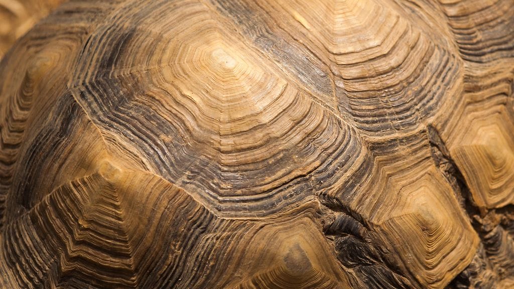 Kilpikonna päätti ottaa hatkat. Kuvituskuva.