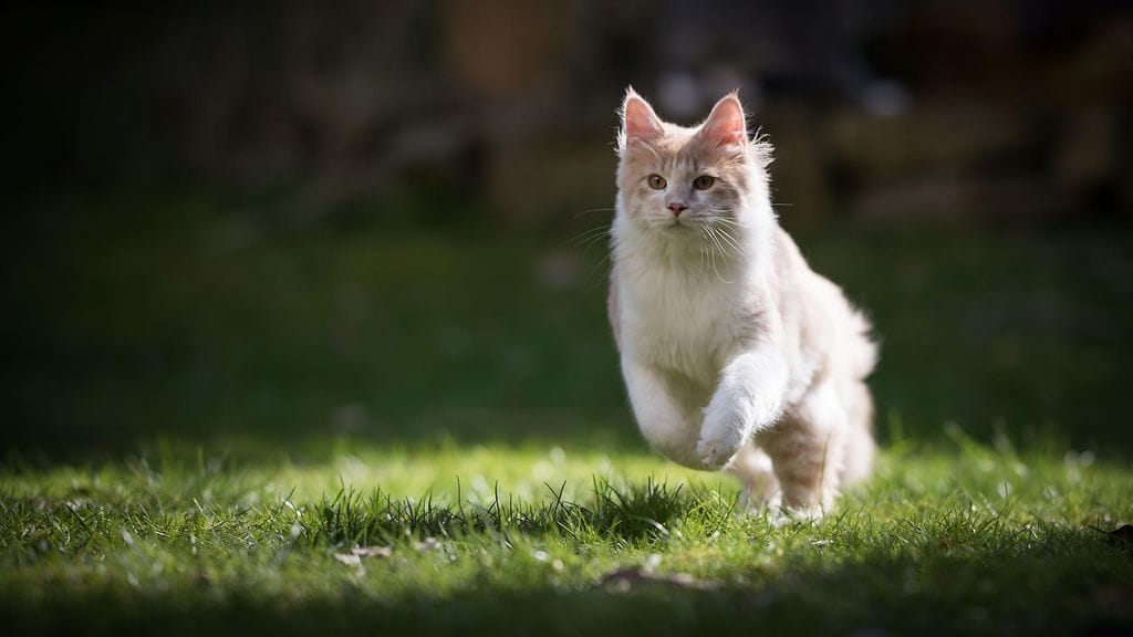 Vapaana liikkuvat kissat tappavat luonnoneläimiä. Kuvituskuva.