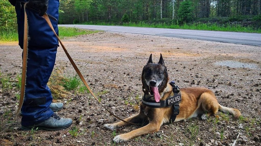 Poliisikoira Tarmo katsoo kameraan poliisin Facebookissa julkaisemassa kuvassa.