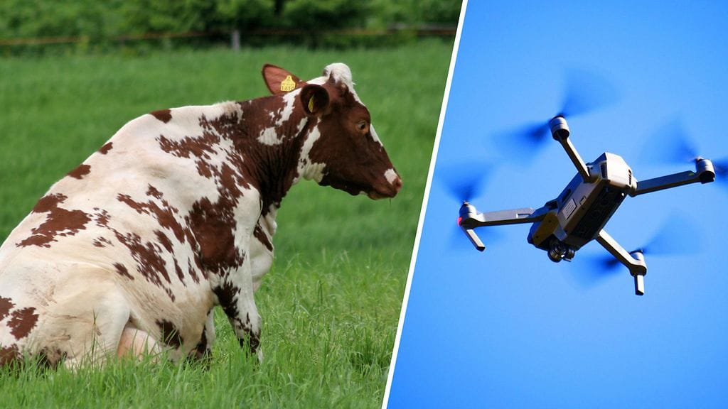 Rehukoneessa pilkkoutunut drone on aiheuttanut lukuisia lehmäkuolemia maitotilalla Ylivieskassa. Kuvan lehmä ei liity tapaukseen.