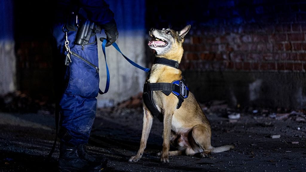 Kuvituskuva poliisikoirasta.