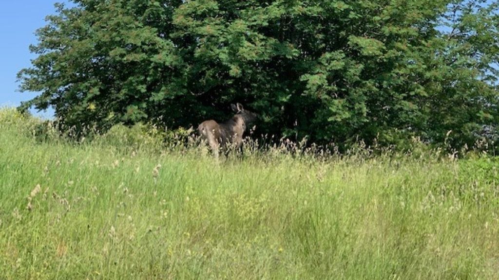 Hirvi Suomenlinnassa