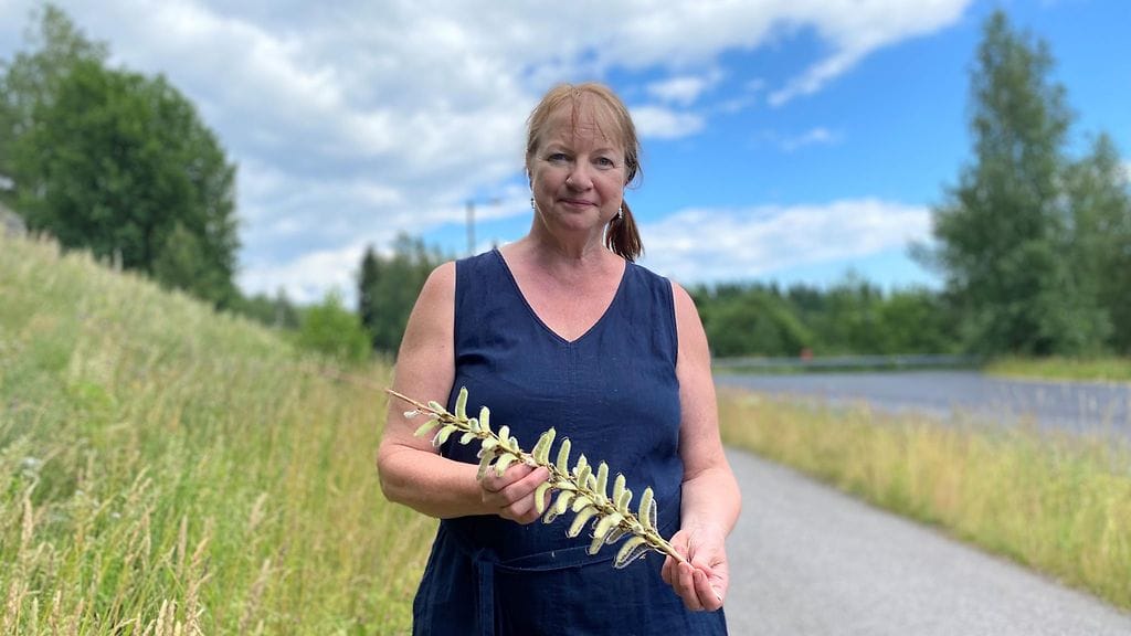 Terhi Ryttäri, Syke