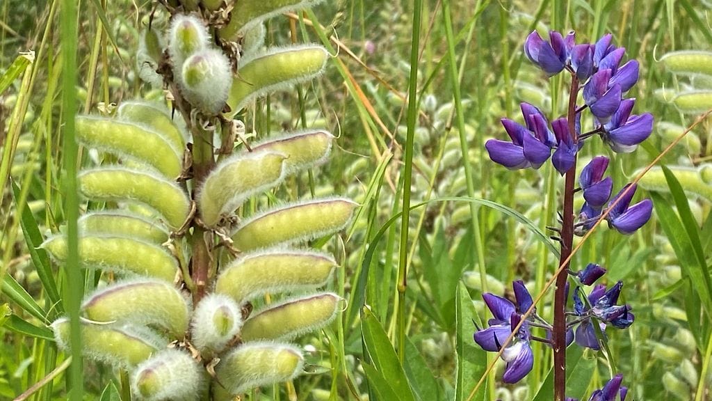 Kukkiva ja kukkinut lupiini